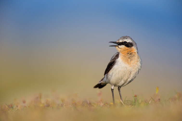 Wheatear (Oenanthe oenanthe) adult male in breeding plumage prched on ground, Fair Isle, Scotland, UK, June 2013